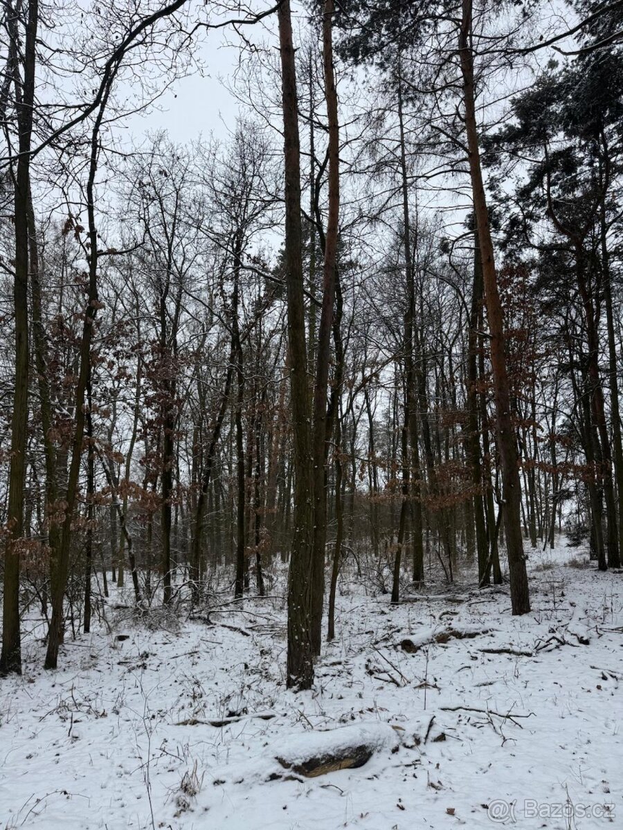 Prodej lesního pozemku k.ú. Štítary na Moravě