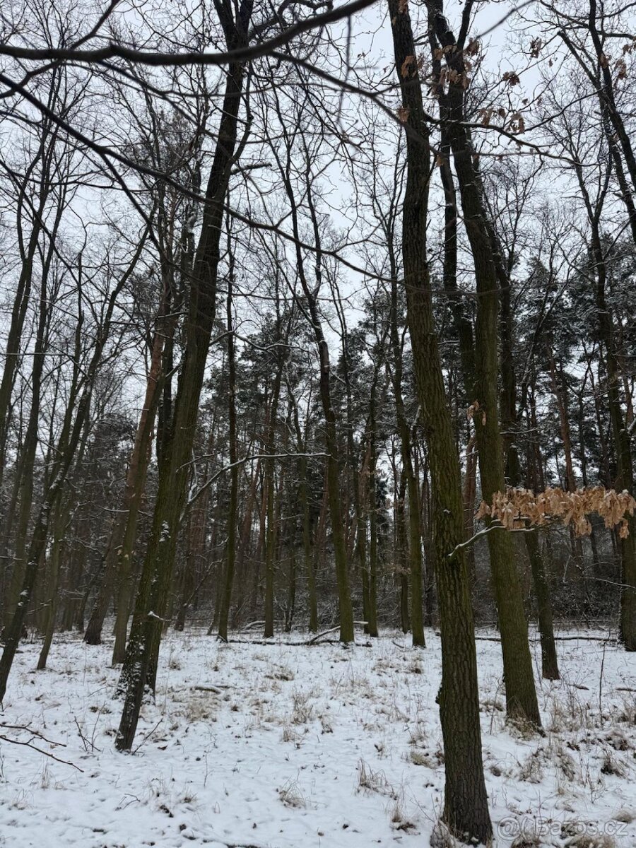 Prodej lesního pozemku k.ú. Štítary na Moravě