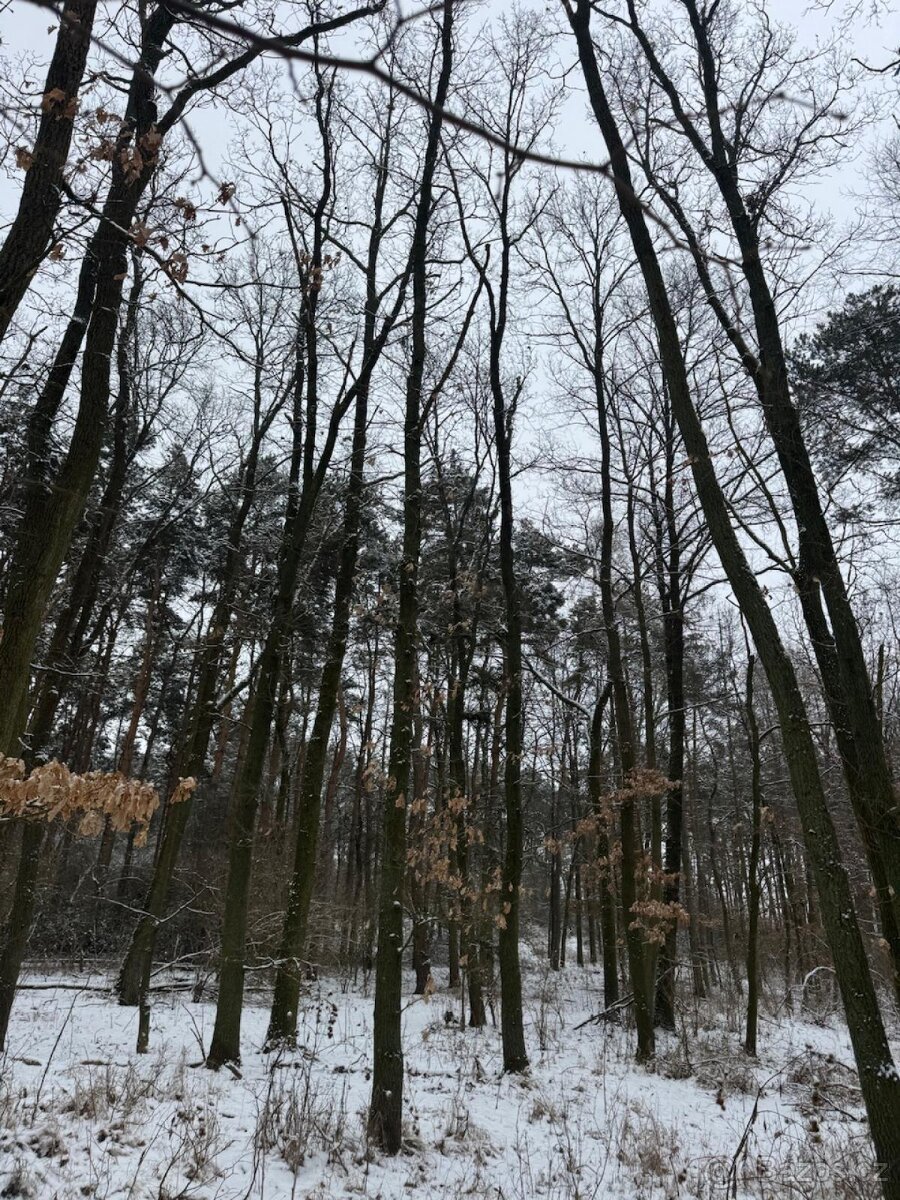 Prodej lesního pozemku k.ú. Štítary na Moravě