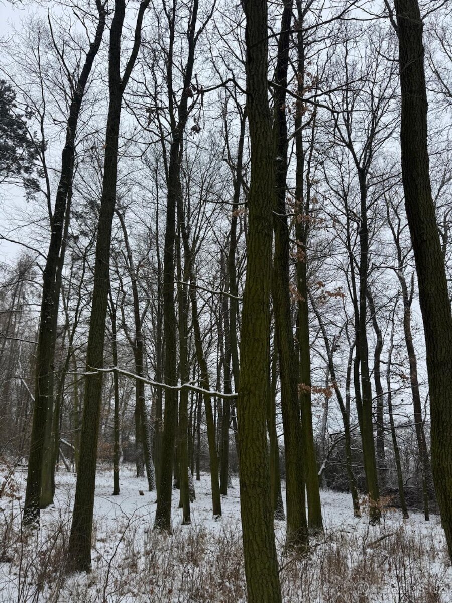 Prodej lesního pozemku k.ú. Štítary na Moravě