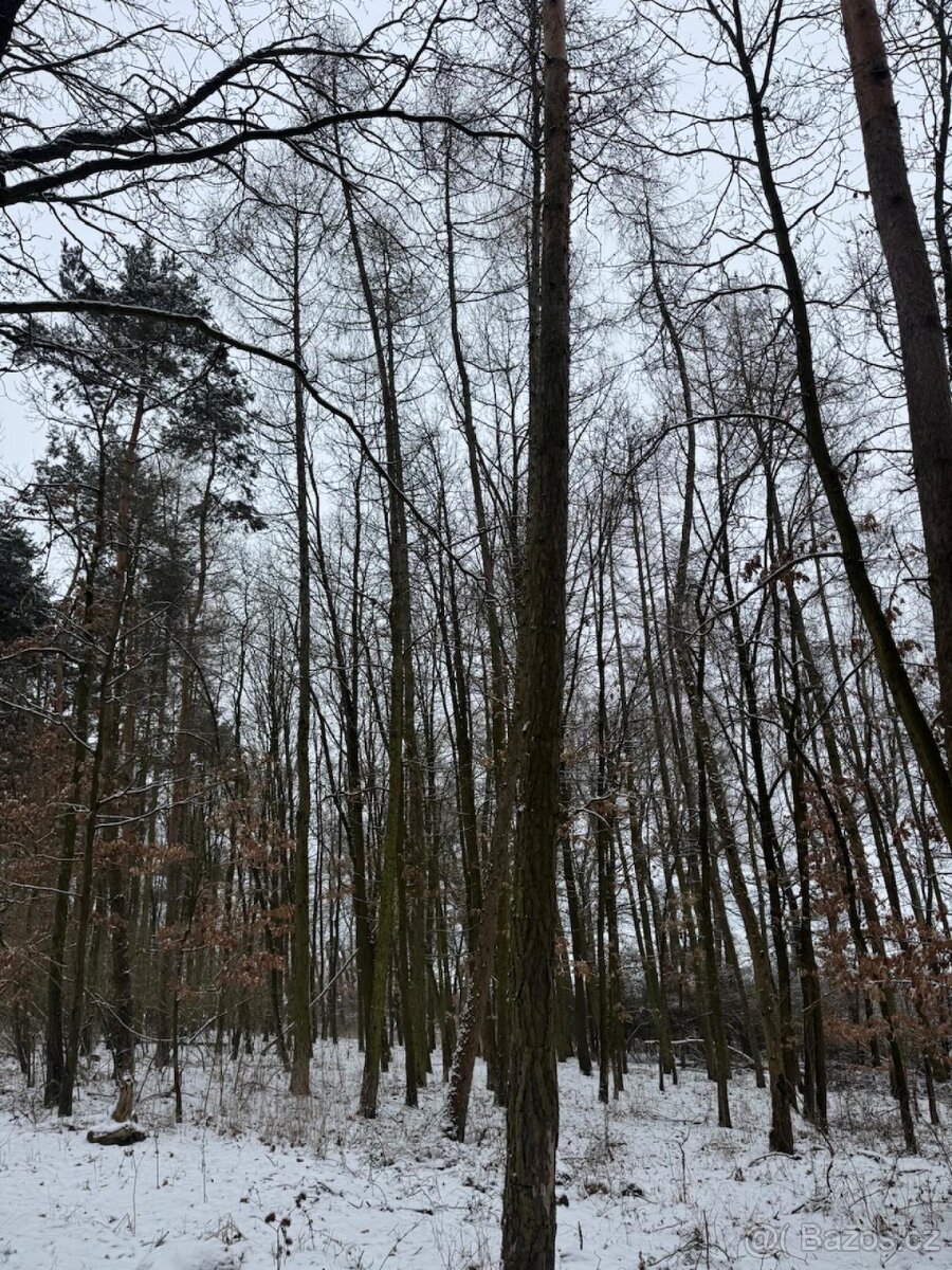 Prodej lesního pozemku k.ú. Štítary na Moravě