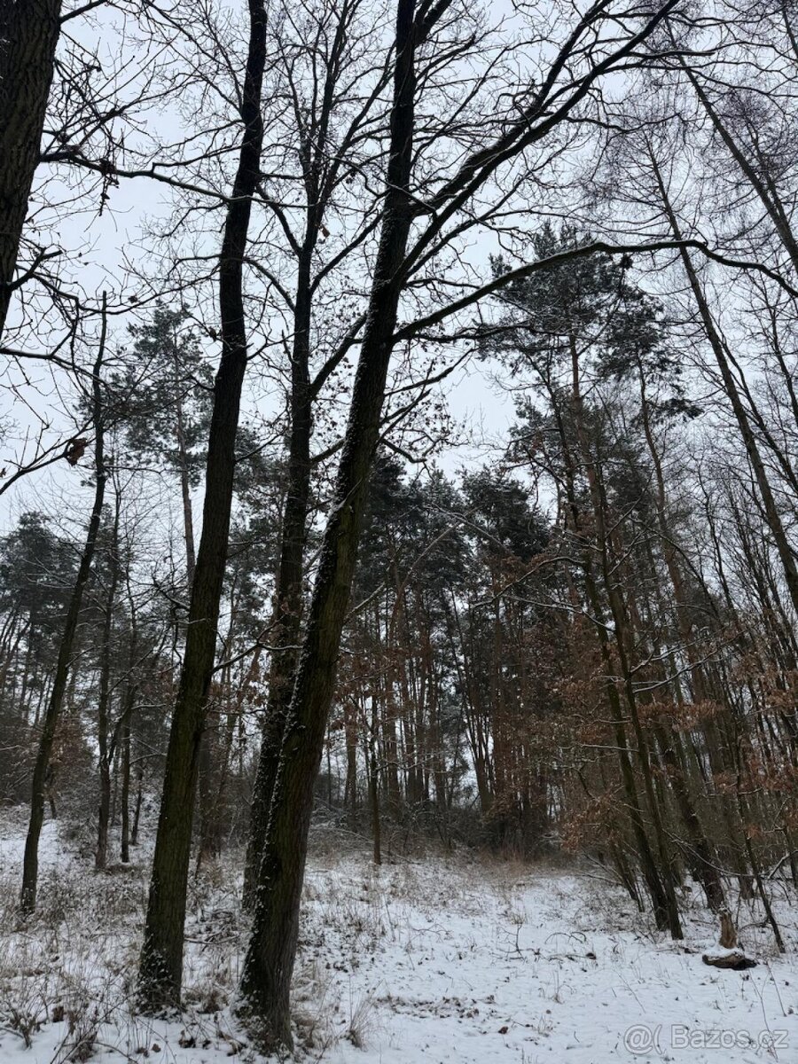 Prodej lesního pozemku k.ú. Štítary na Moravě