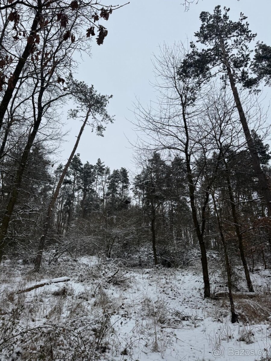 Prodej lesního pozemku k.ú. Štítary na Moravě