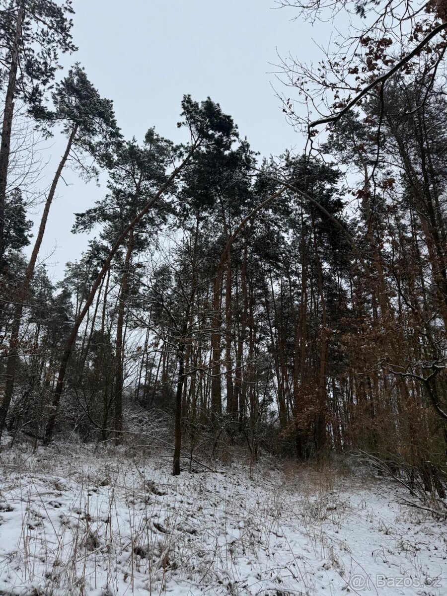 Prodej lesního pozemku k.ú. Štítary na Moravě