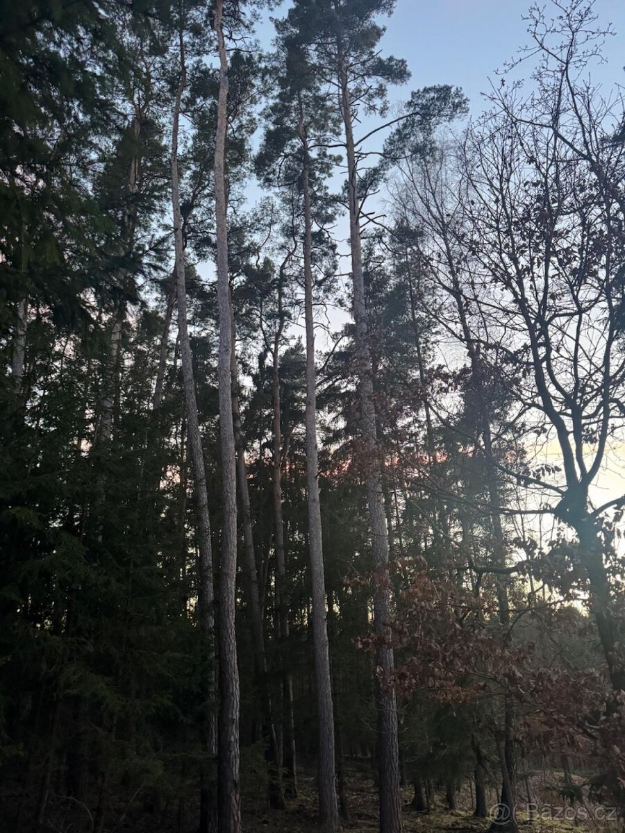 Prodám lesní pozemky k.ú. Puclice