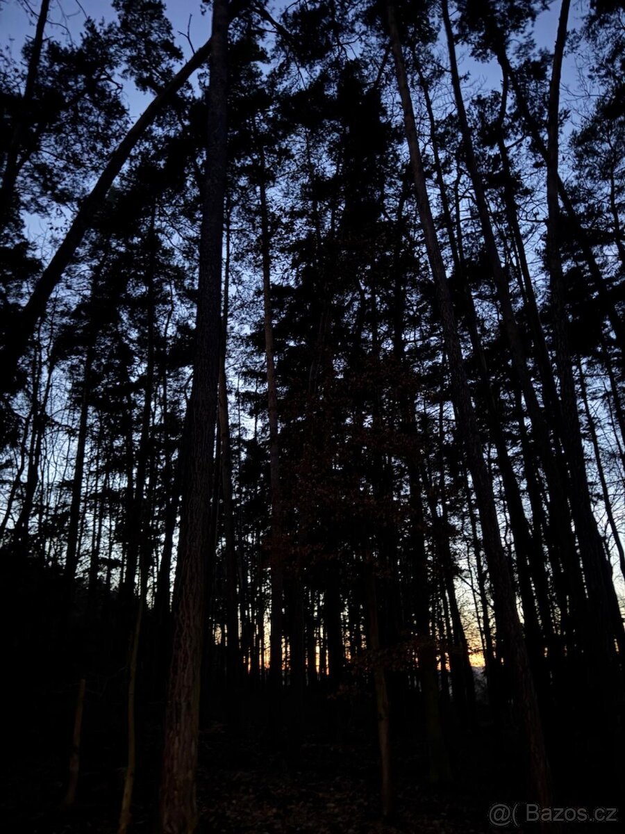 Prodám lesní pozemky k.ú. Puclice