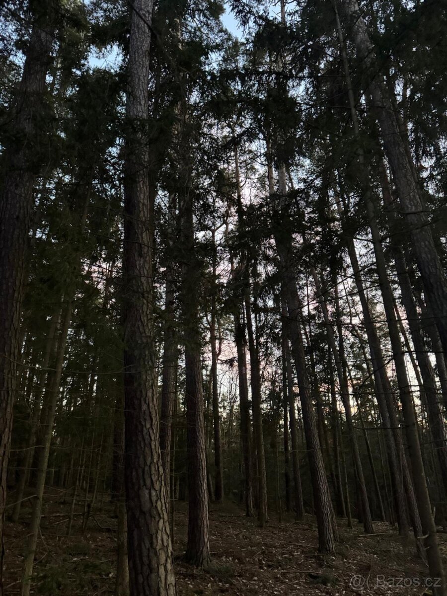 Prodám lesní pozemky k.ú. Puclice