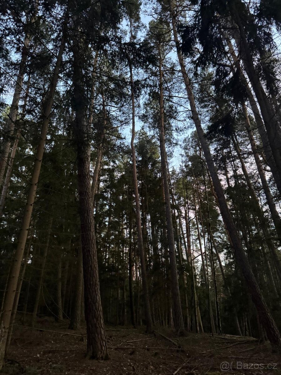 Prodám lesní pozemky k.ú. Puclice