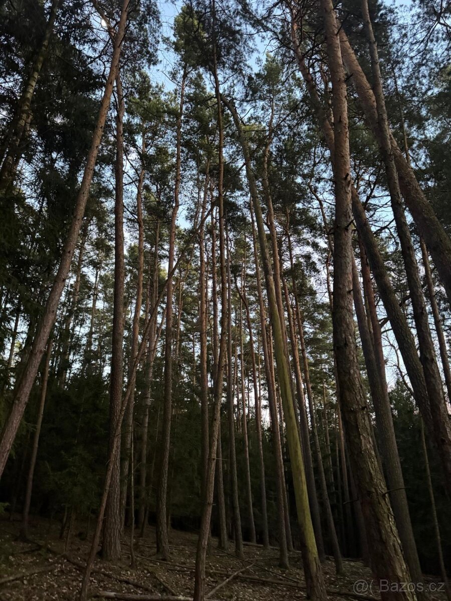 Prodám lesní pozemky k.ú. Puclice