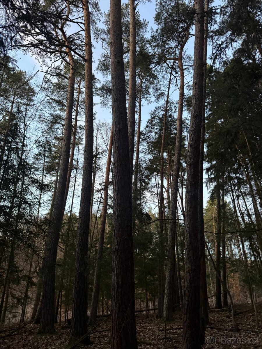 Prodám lesní pozemky k.ú. Puclice