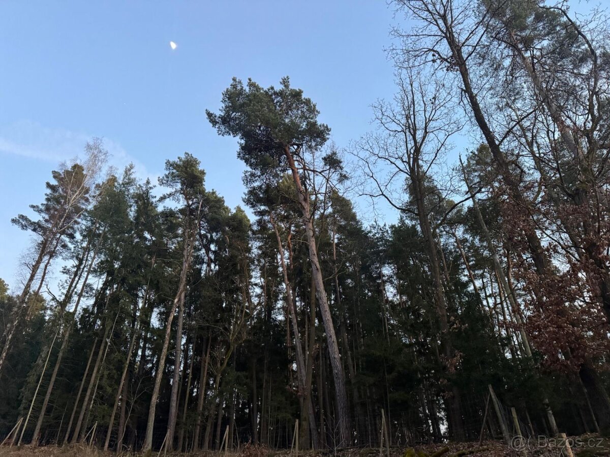 Prodám lesní pozemky k.ú. Puclice