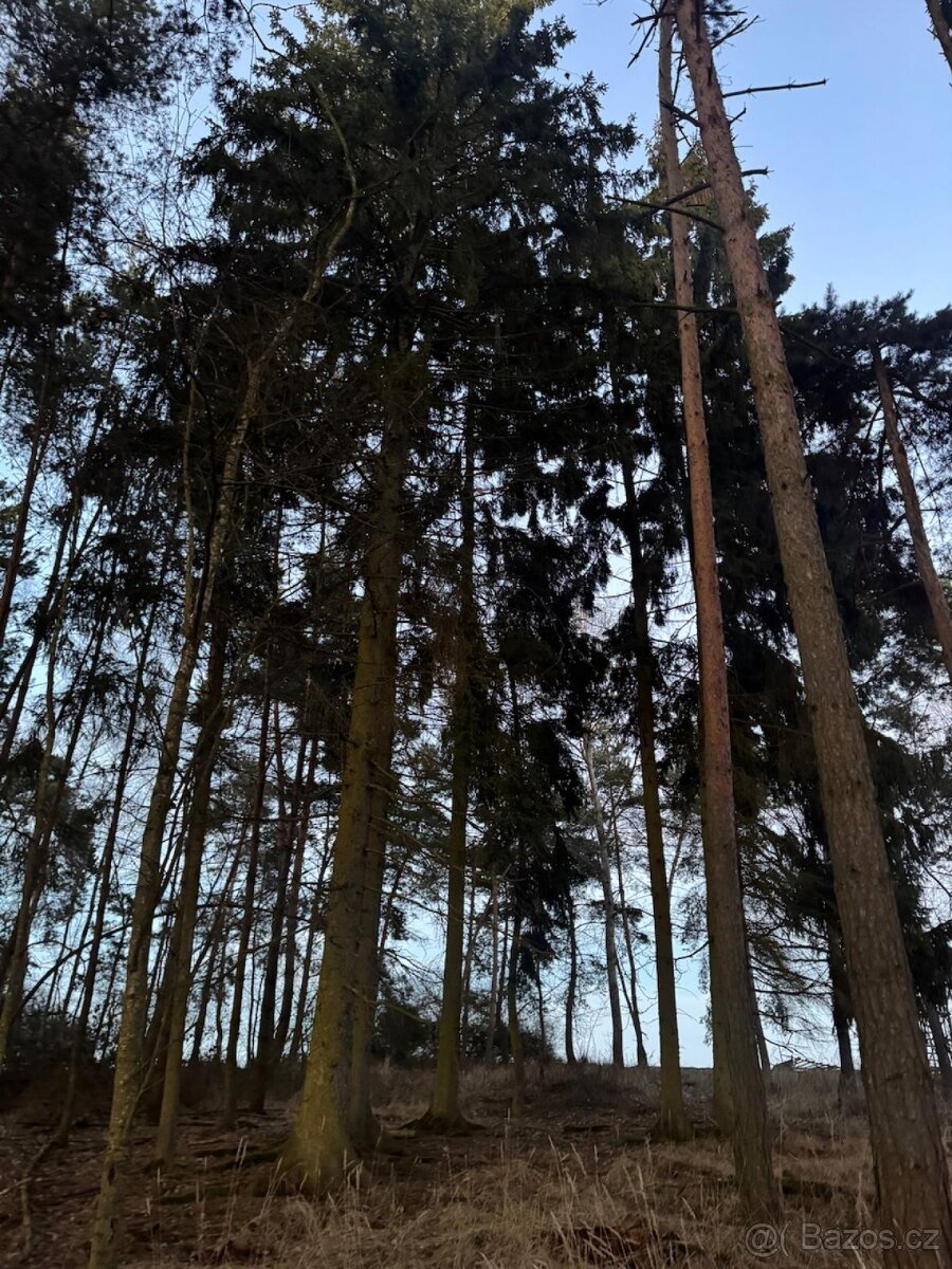 Prodám lesní pozemky k.ú. Puclice