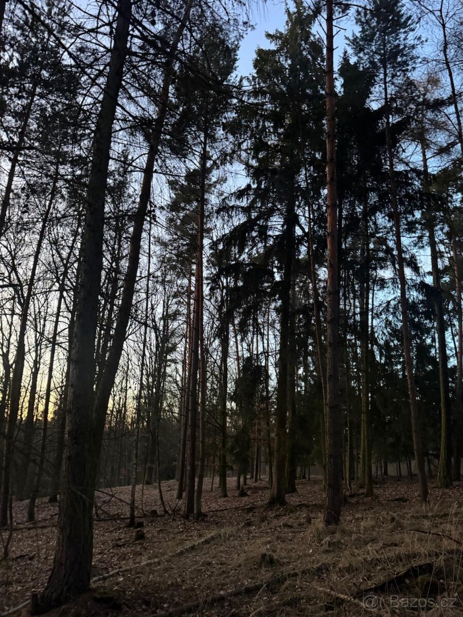 Prodám lesní pozemky k.ú. Puclice