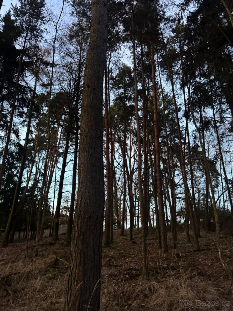 Prodám lesní pozemky k.ú. Puclice