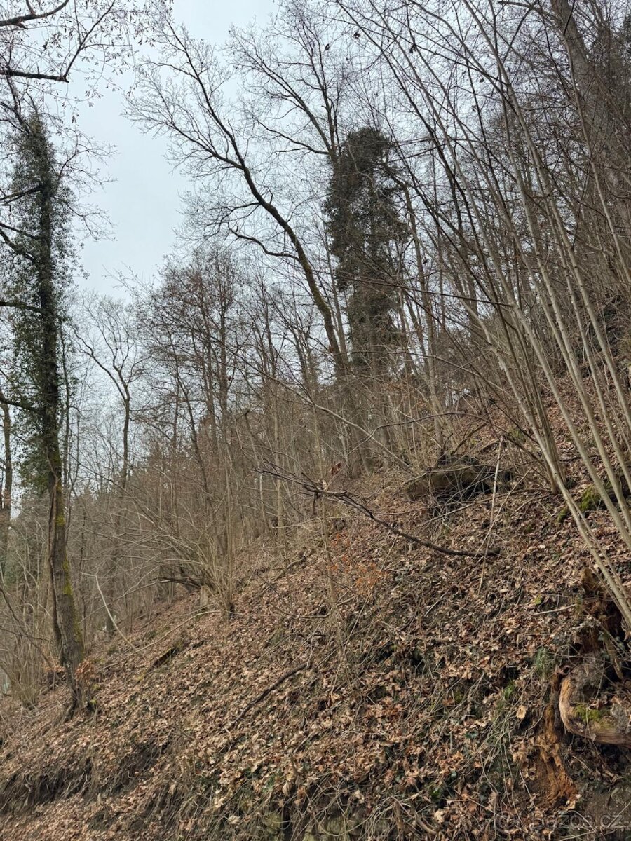 Prodej lesního pozemku k.ú. Rájov