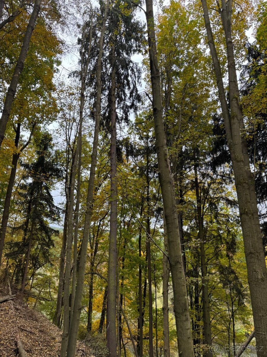 Prodej lesního pozemku k.ú. Přísečná