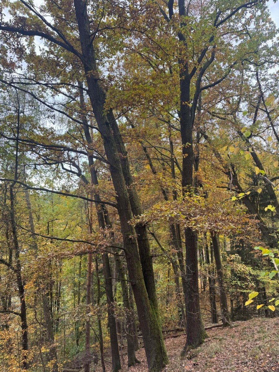 Prodej lesního pozemku k.ú. Přísečná