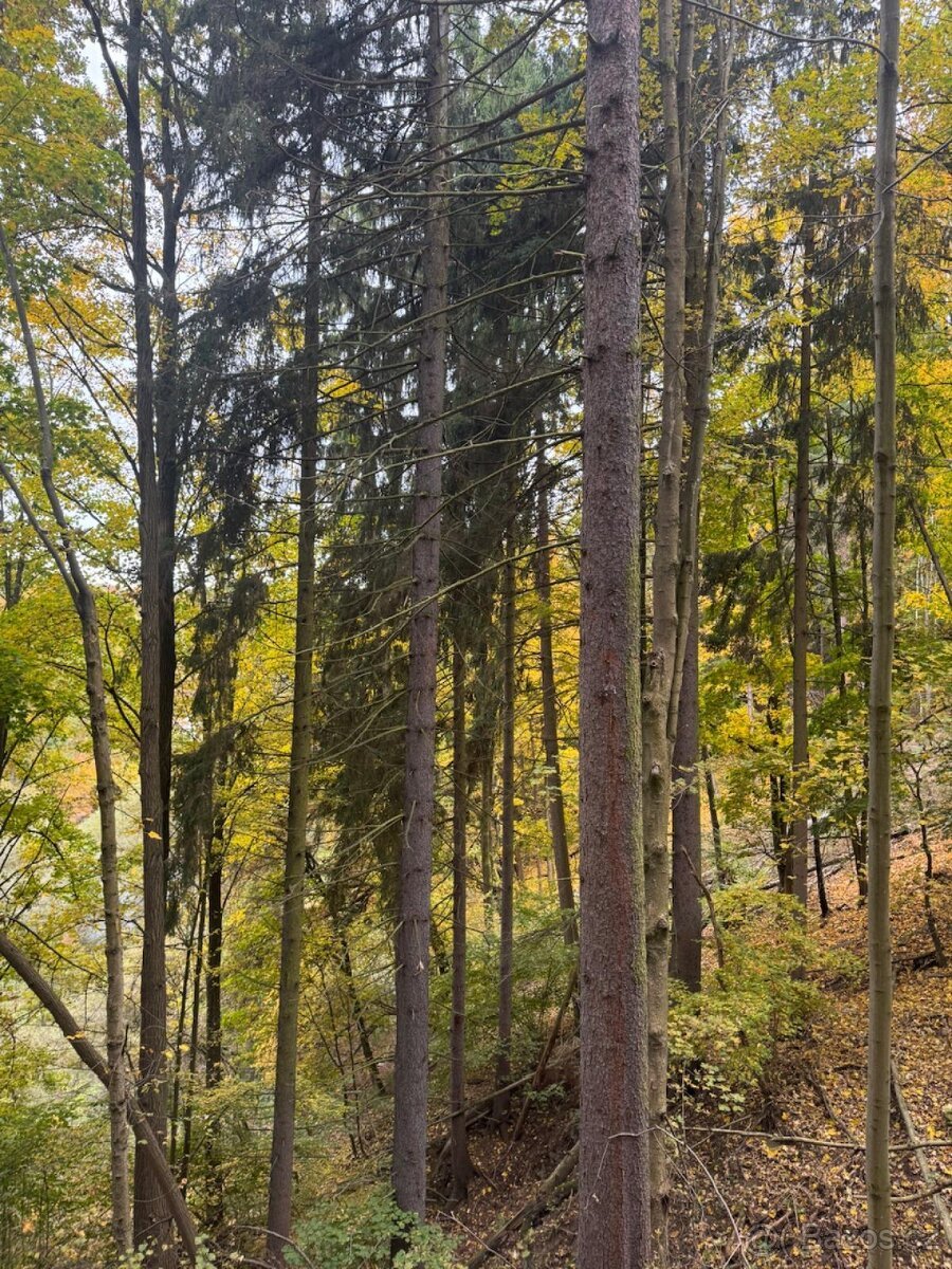 Prodej lesního pozemku k.ú. Přísečná