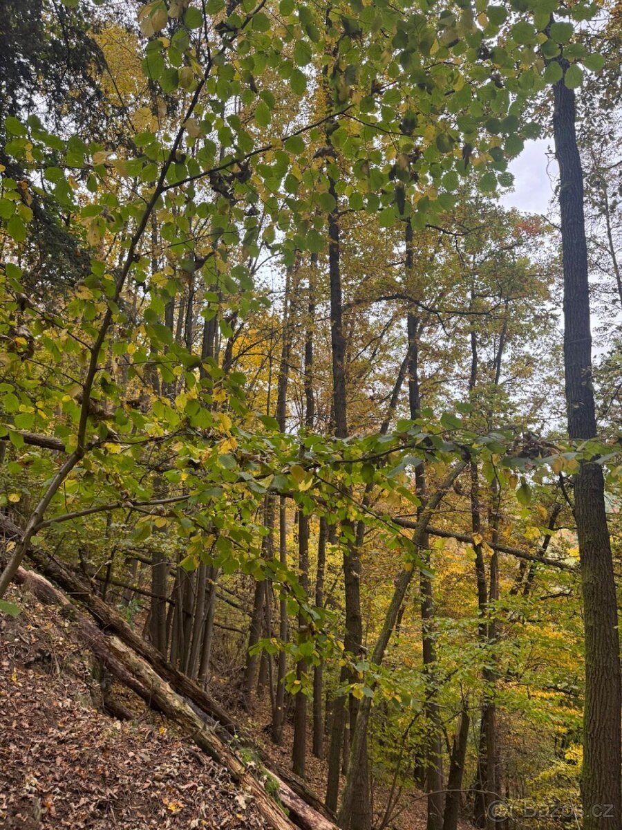 Prodej lesního pozemku k.ú. Přísečná