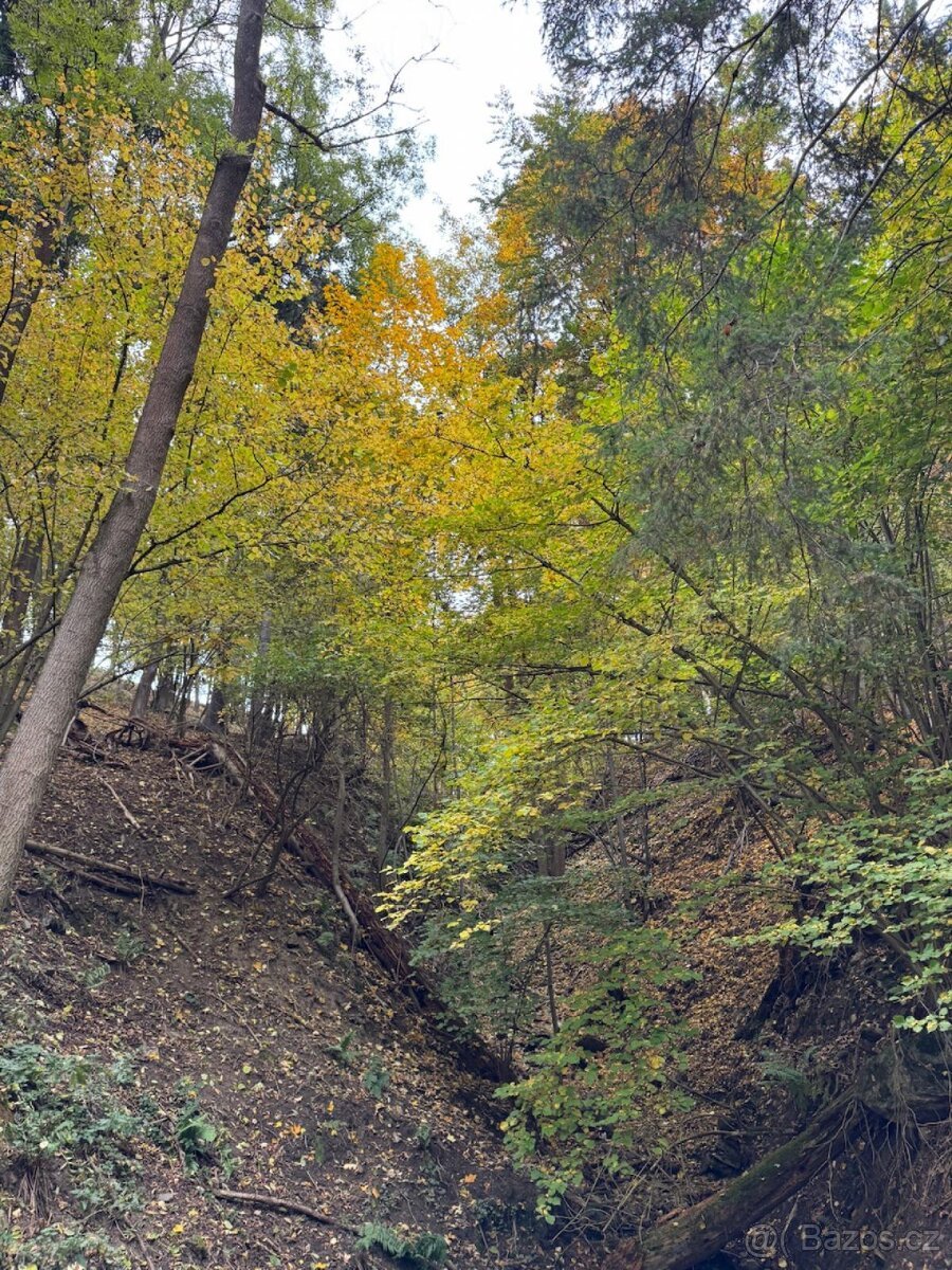 Prodej lesního pozemku k.ú. Přísečná