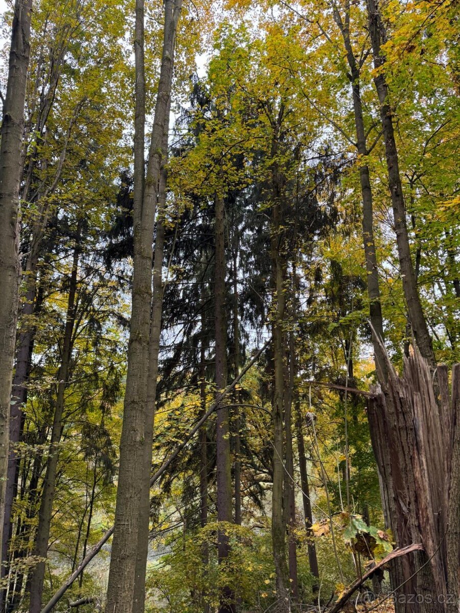 Prodej lesního pozemku k.ú. Přísečná