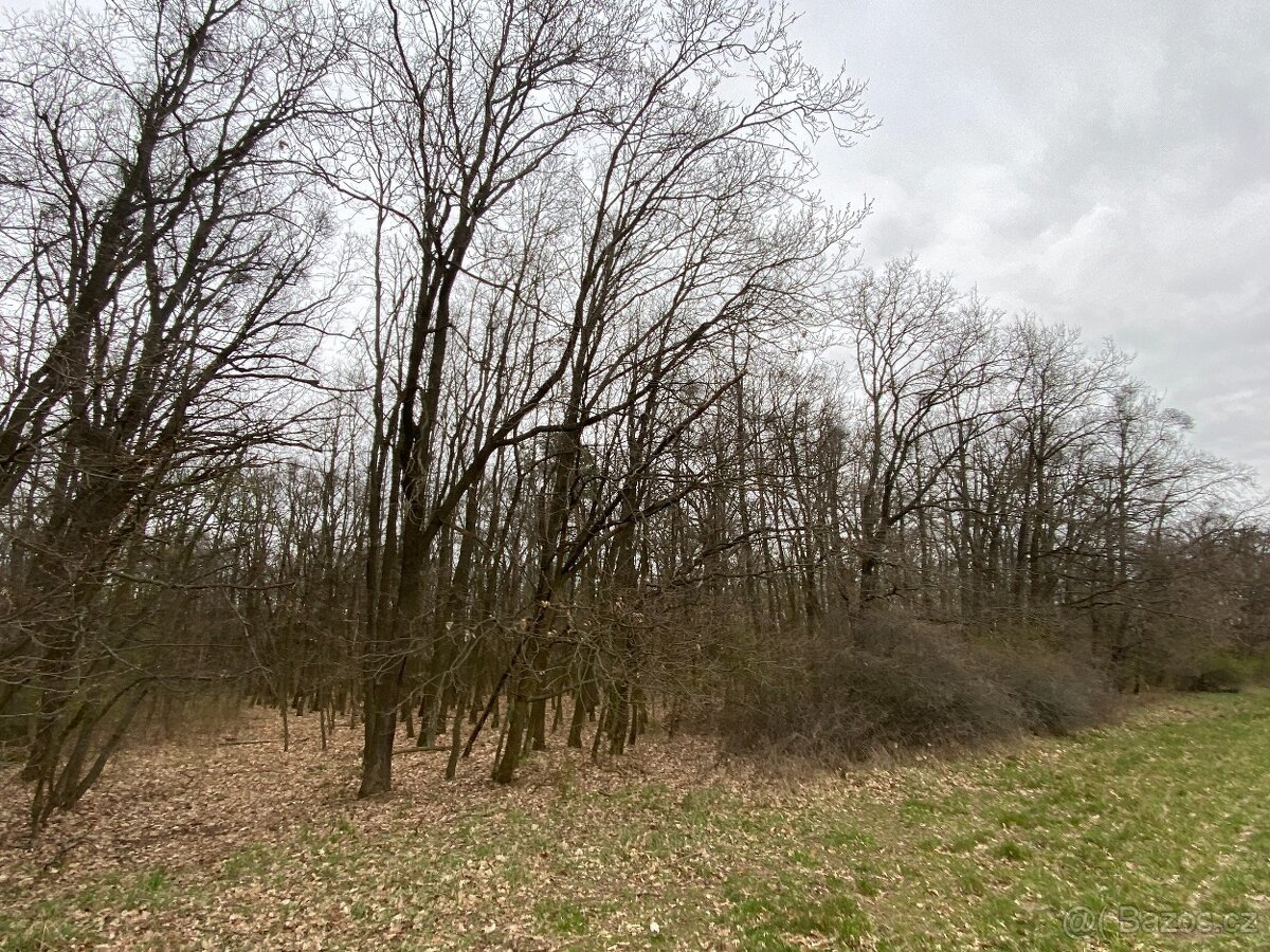 Lesní pozemek Silůvky 3/4 podíl