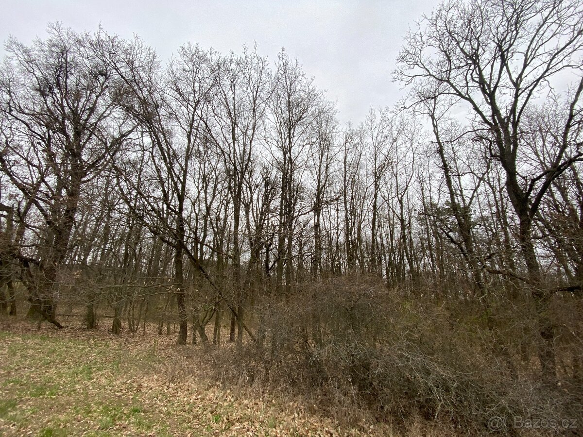 Lesní pozemek Silůvky 3/4 podíl