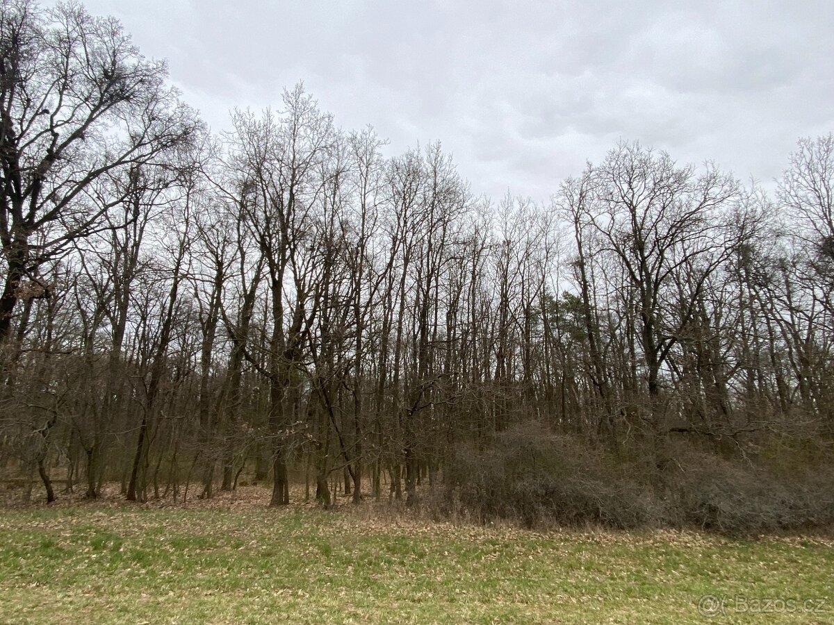 Lesní pozemek Silůvky 3/4 podíl