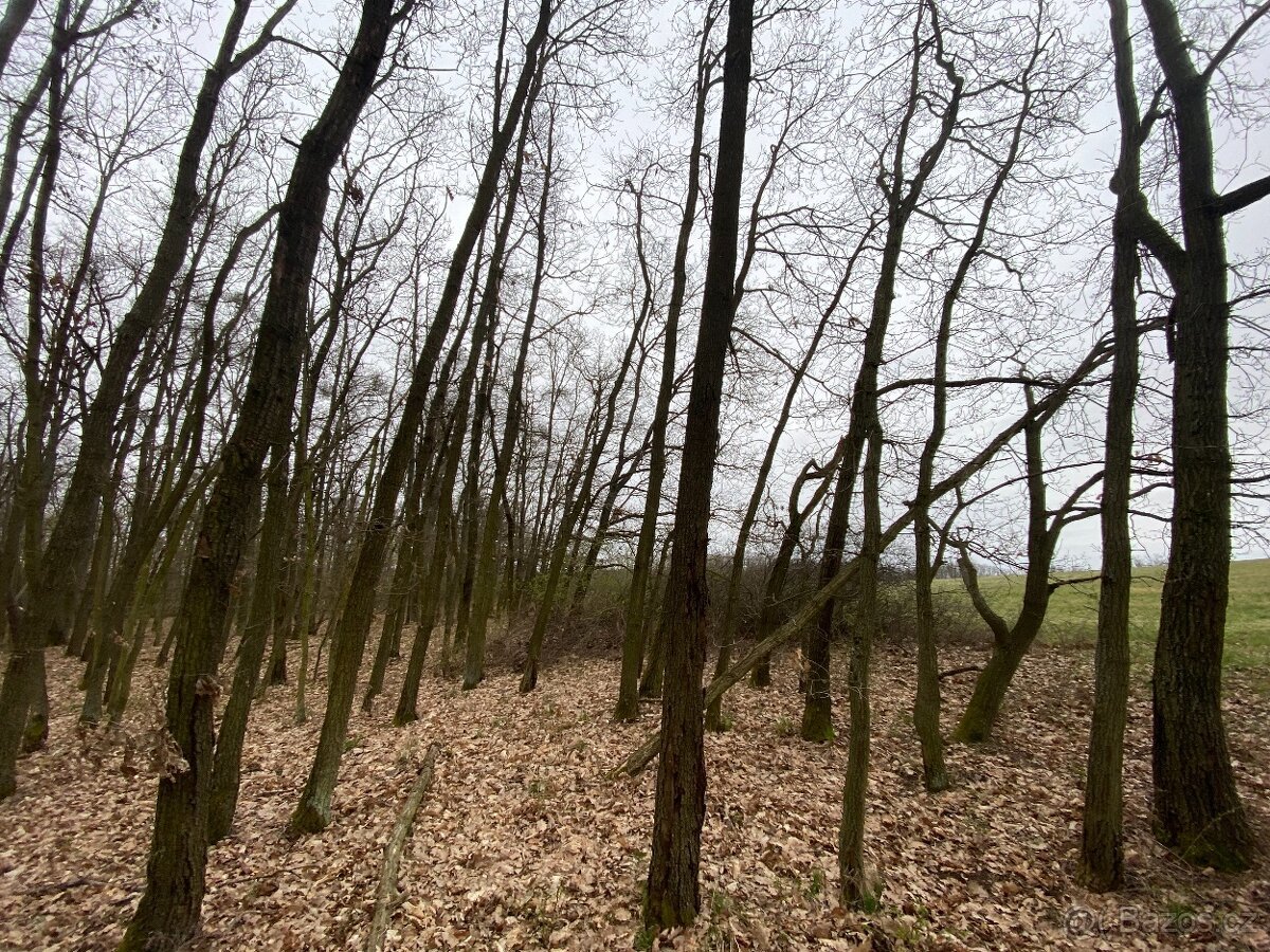 Lesní pozemek Silůvky 3/4 podíl