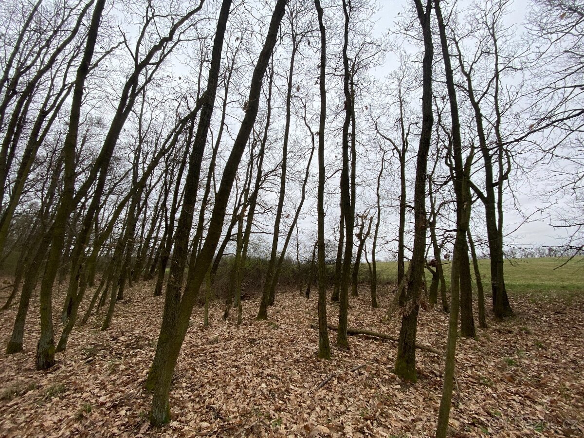 Lesní pozemek Silůvky 3/4 podíl