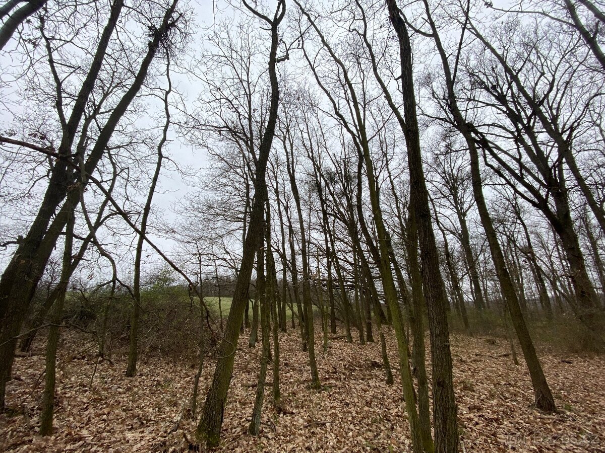 Lesní pozemek Silůvky 3/4 podíl