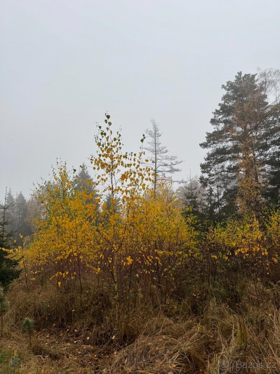 Prodej lesních pozemků k.ú. Úboč