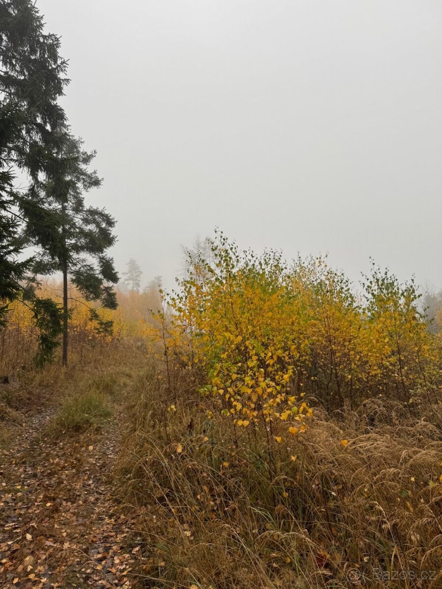 Prodej lesních pozemků k.ú. Úboč