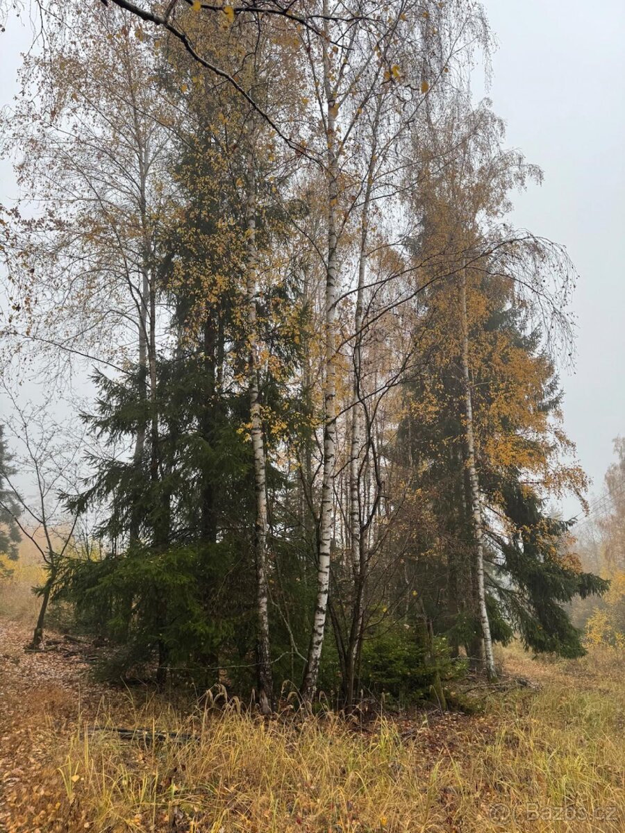 Prodej lesních pozemků k.ú. Úboč