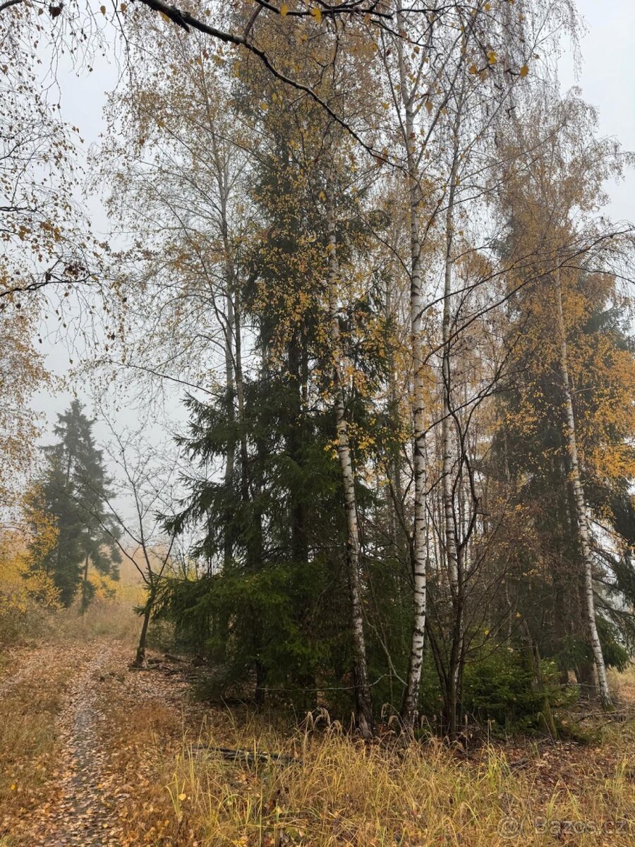 Prodej lesních pozemků k.ú. Úboč