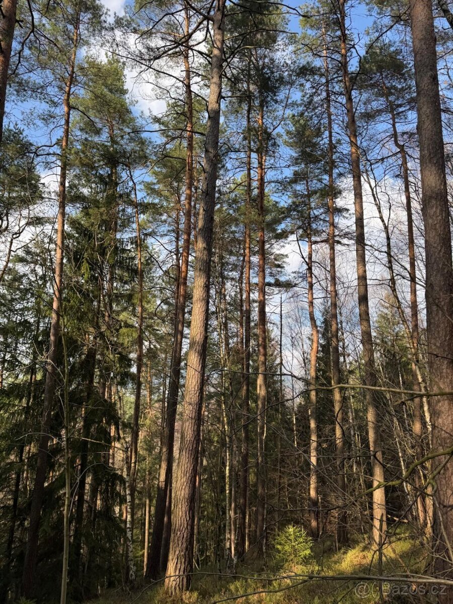 Prodej lesních pozemků k.ú. Starý Dub