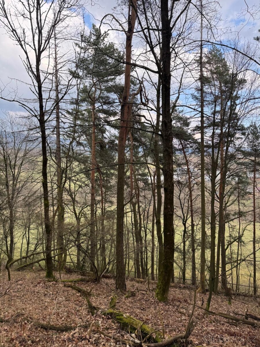 Prodej lesních pozemků k.ú. Starý Dub