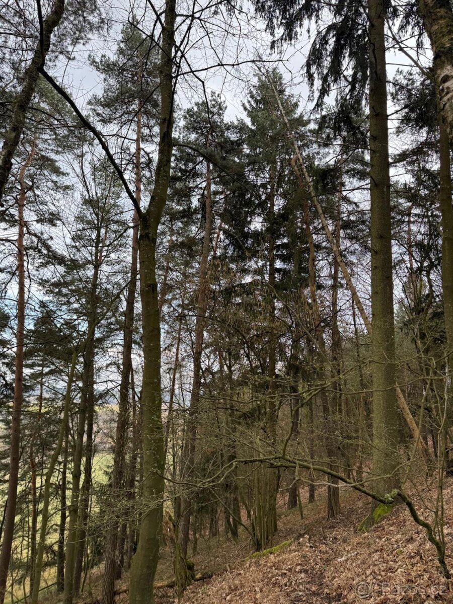 Prodej lesních pozemků k.ú. Starý Dub