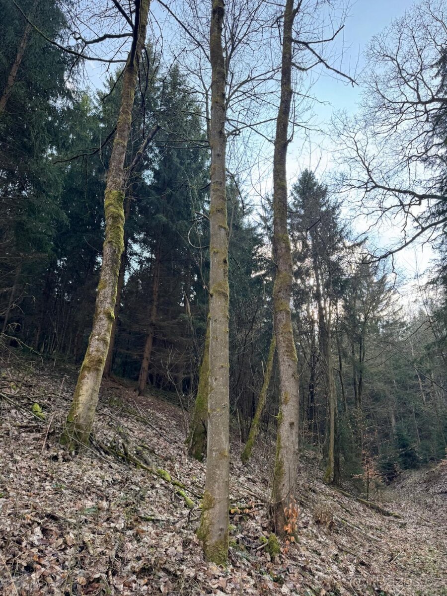 Prodej lesních pozemků k.ú. Starý Dub