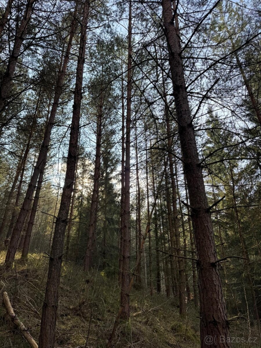 Prodej lesních pozemků k.ú. Starý Dub