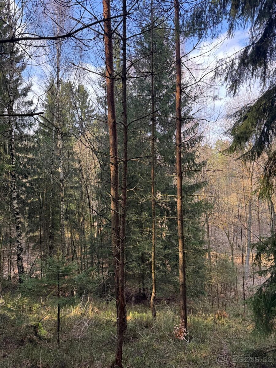Prodej lesních pozemků k.ú. Starý Dub