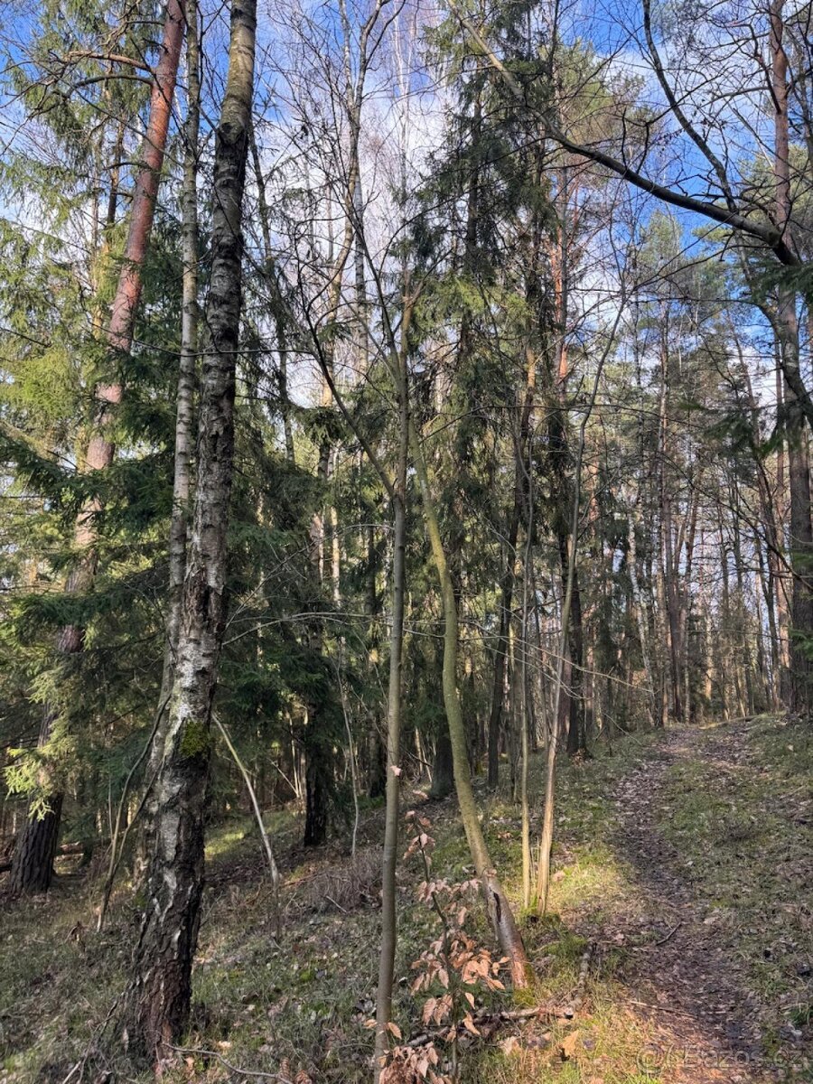 Prodej lesních pozemků k.ú. Starý Dub