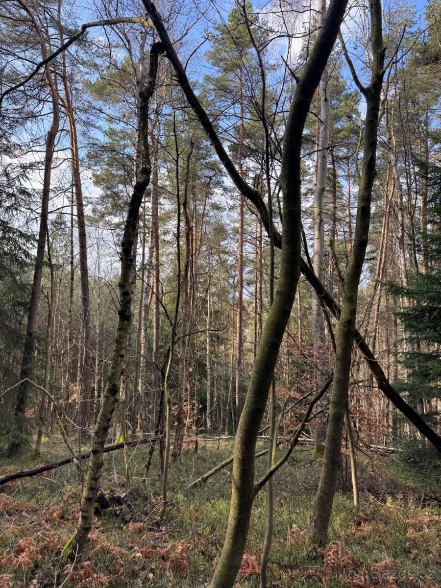 Prodej lesních pozemků k.ú. Starý Dub