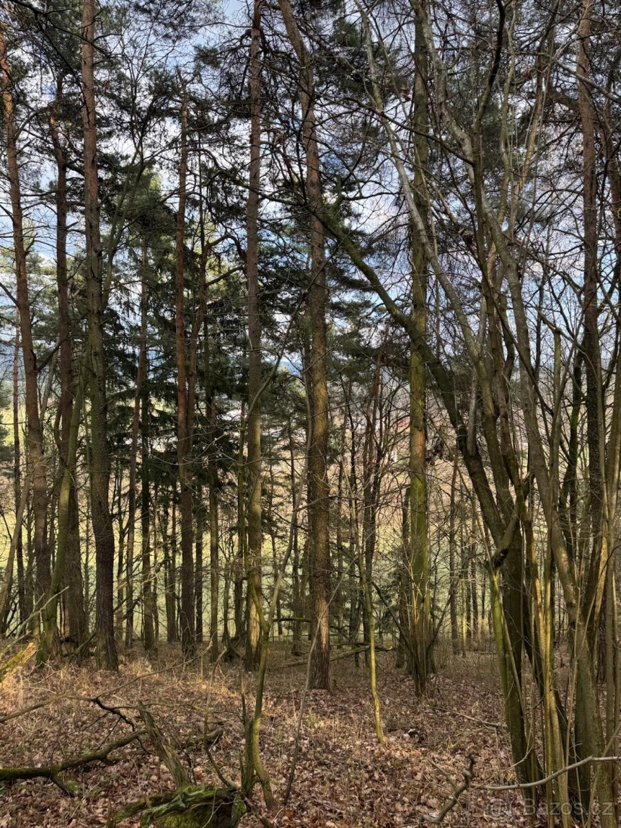 Prodej lesních pozemků k.ú. Starý Dub