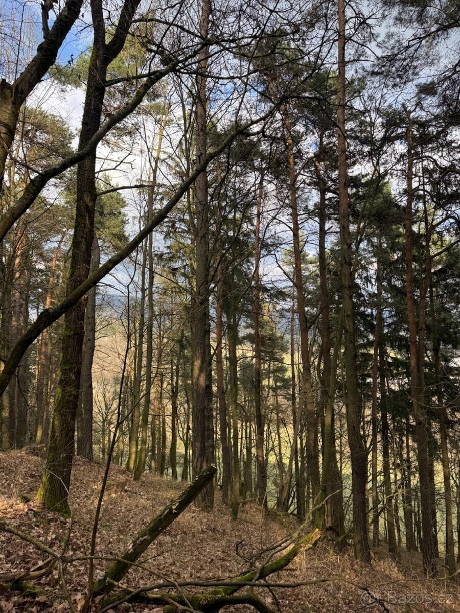 Prodej lesních pozemků k.ú. Starý Dub