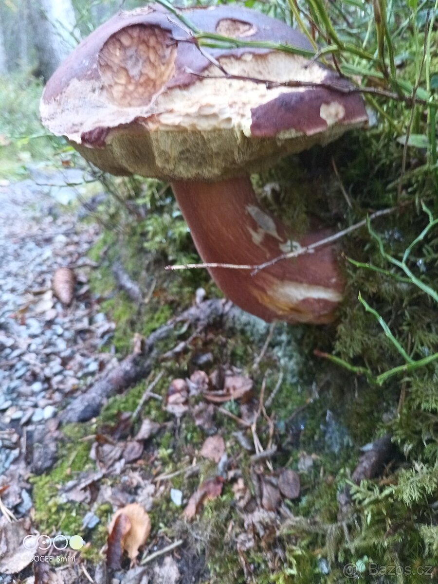 Stavební pozemek Beskydy