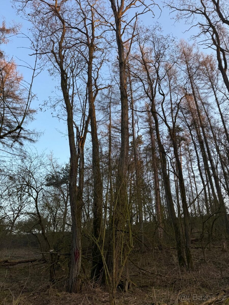 Prodej lesních pozemků k.ú. Velké Všelisy