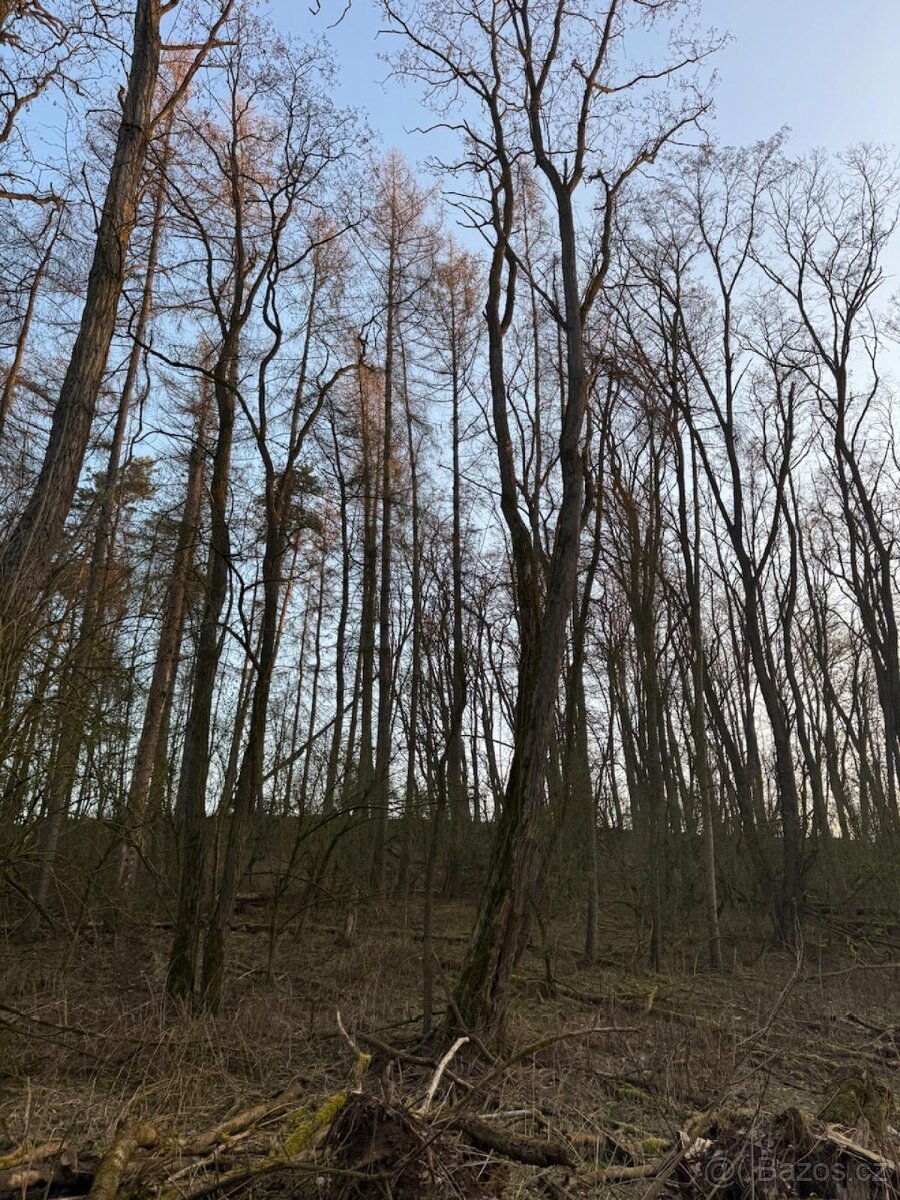 Prodej lesních pozemků k.ú. Velké Všelisy