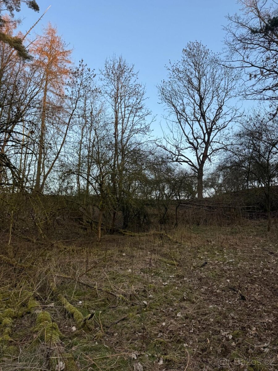 Prodej lesních pozemků k.ú. Velké Všelisy