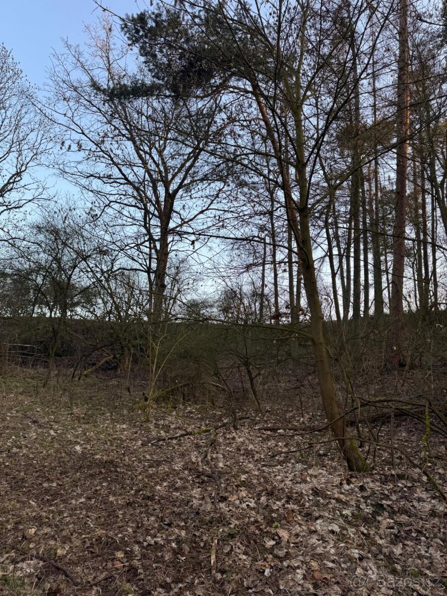 Prodej lesních pozemků k.ú. Velké Všelisy